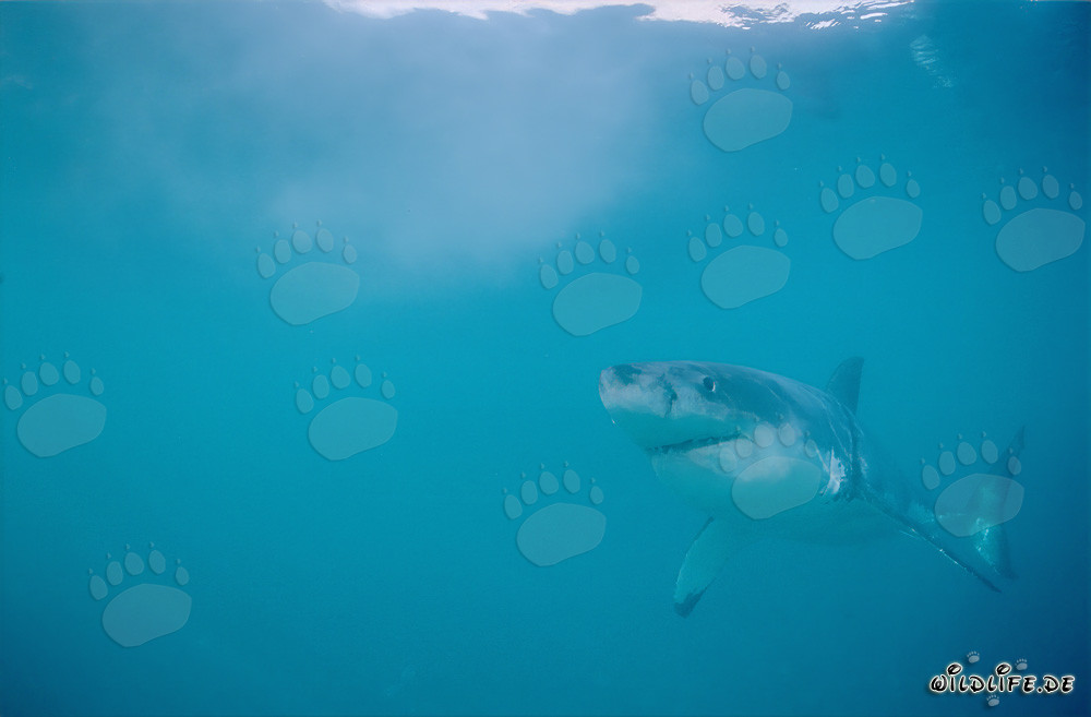 Fascinating Great White Shark at Geyser Rock, Western Cape