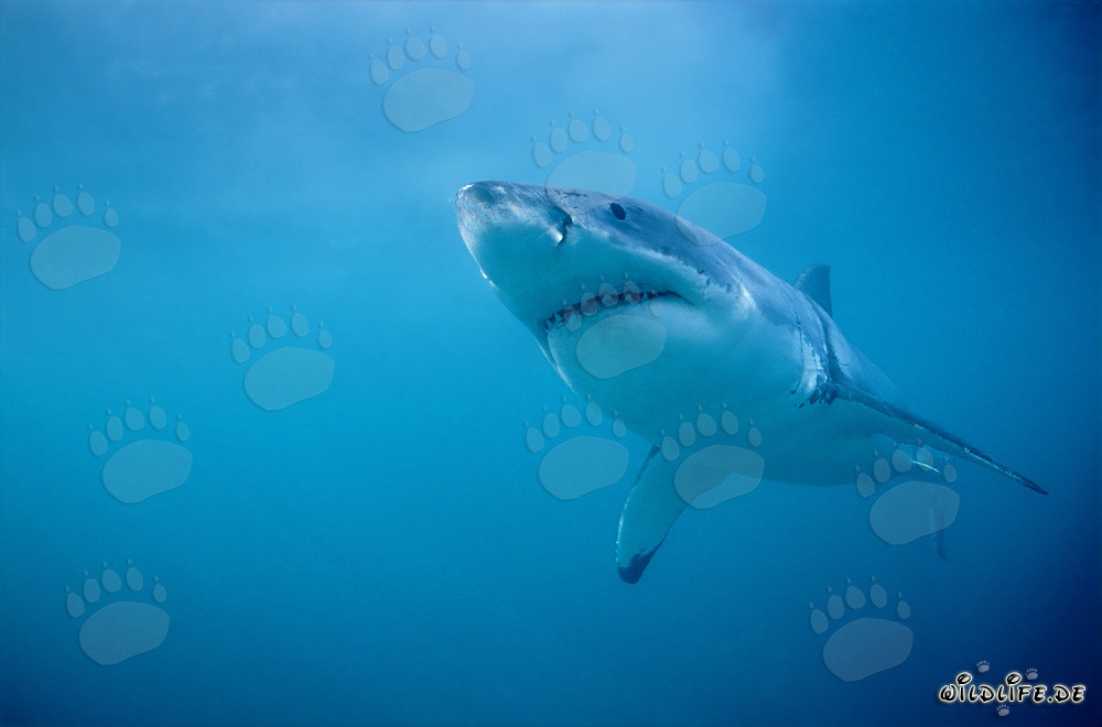 Le Grand Requin Blanc - Majesté des Océans
