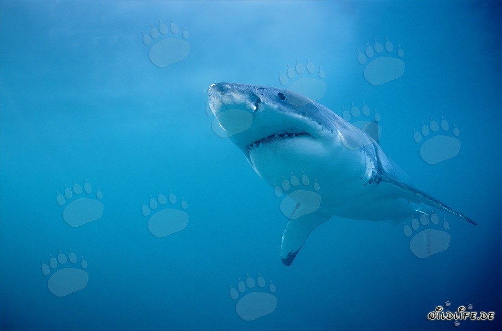 El Gran Tiburón Blanco - Majestuosidad de los Océanos