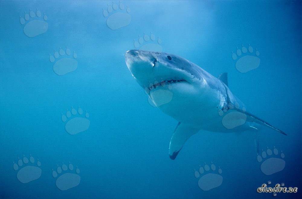 The Great White Shark - Majesty of the Oceans