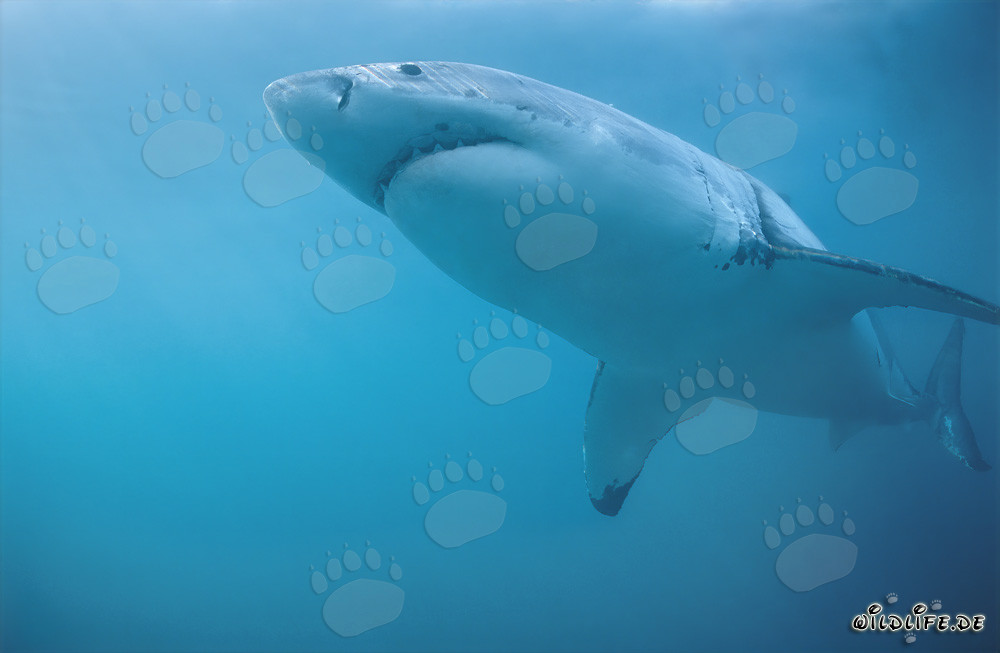 Gran tiburón blanco frente a la costa de Sudáfrica
