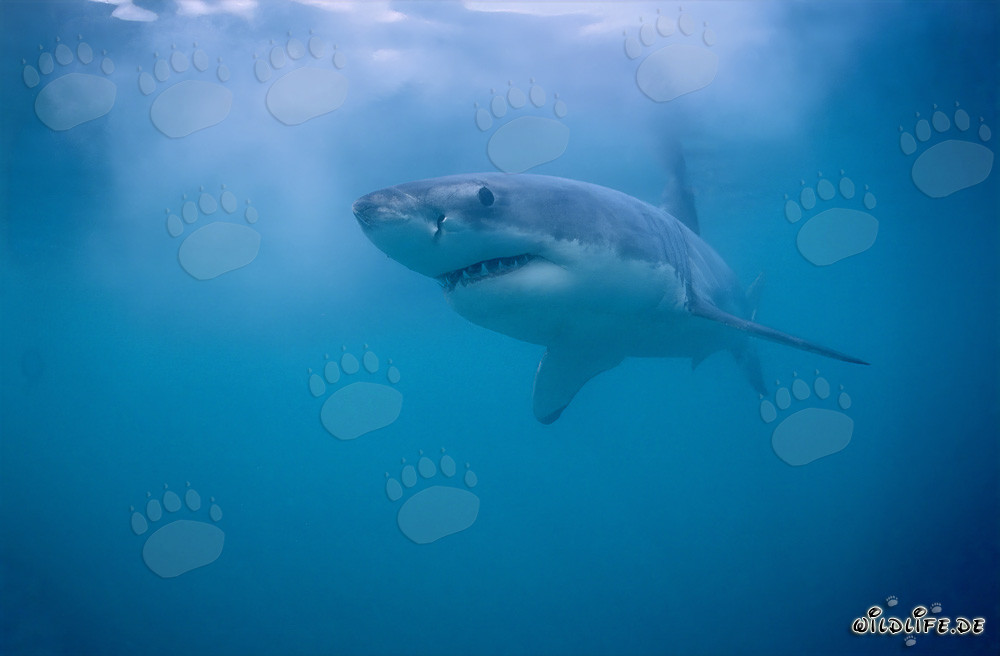 Majestueux et dangereux : Le grand requin blanc au large de Gansbaai