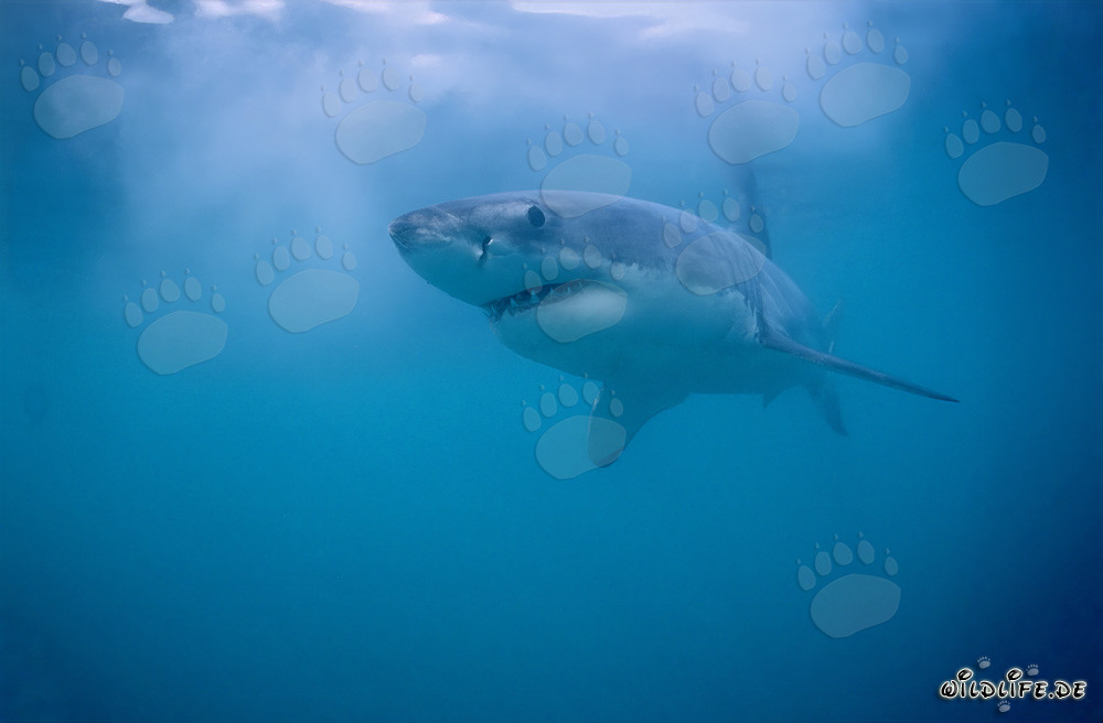 Majestic and dangerous: The Great White Shark off the coast of Gansbaai