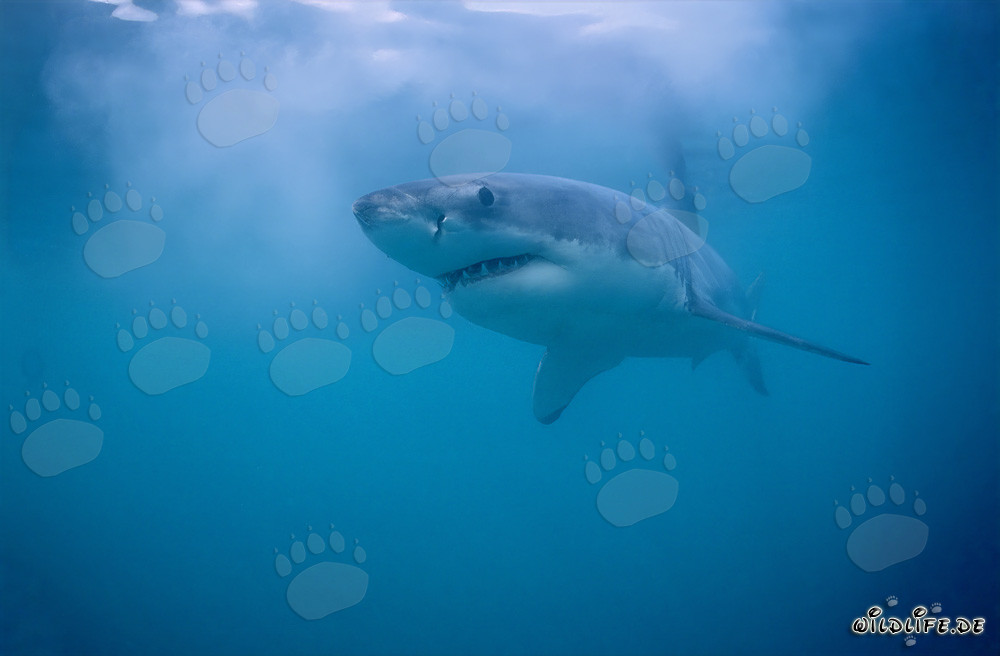 Maestoso e pericoloso: Lo squalo bianco al largo di Gansbaai