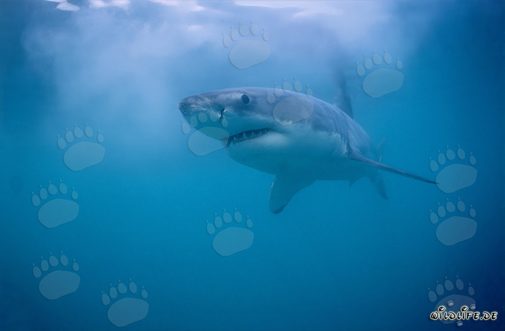 Majestuoso y peligroso: El tiburón blanco frente a la costa de Gansbaai