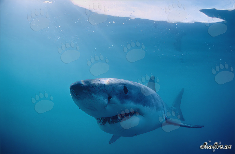 El monstruo sonriente de las profundidades marinas: El gran tiburón blanco