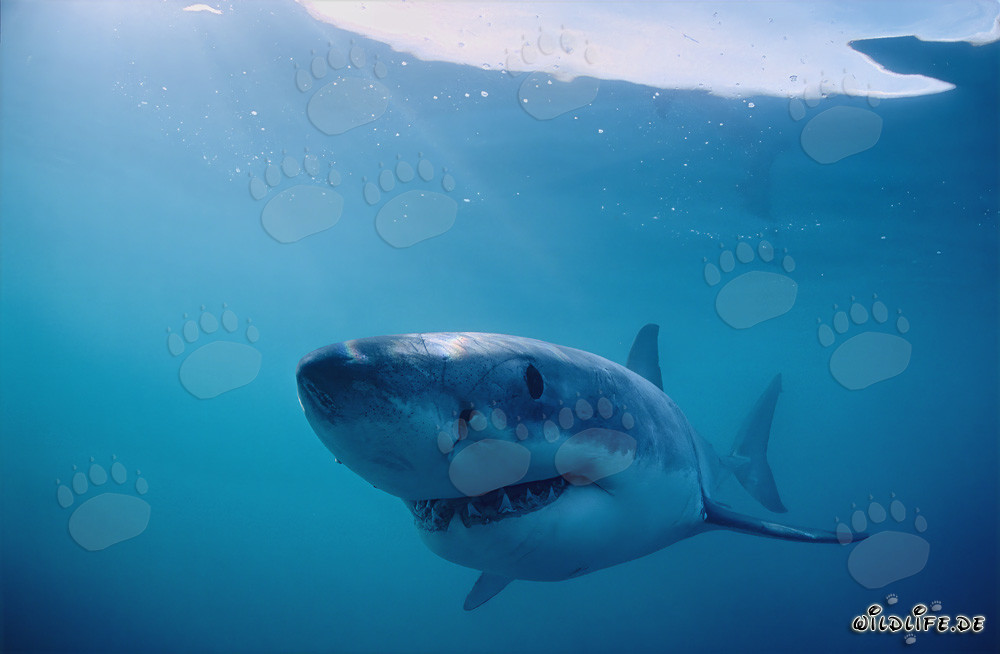 Le monstre souriant des profondeurs marines : Le grand requin blanc