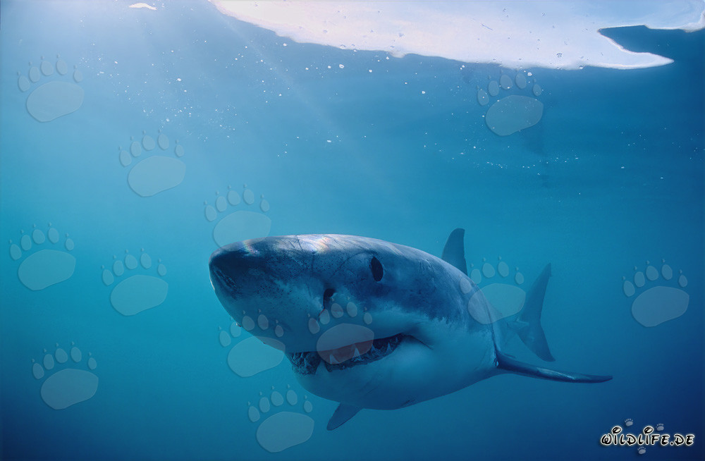 The smiling monster of the deep sea: The Great White Shark