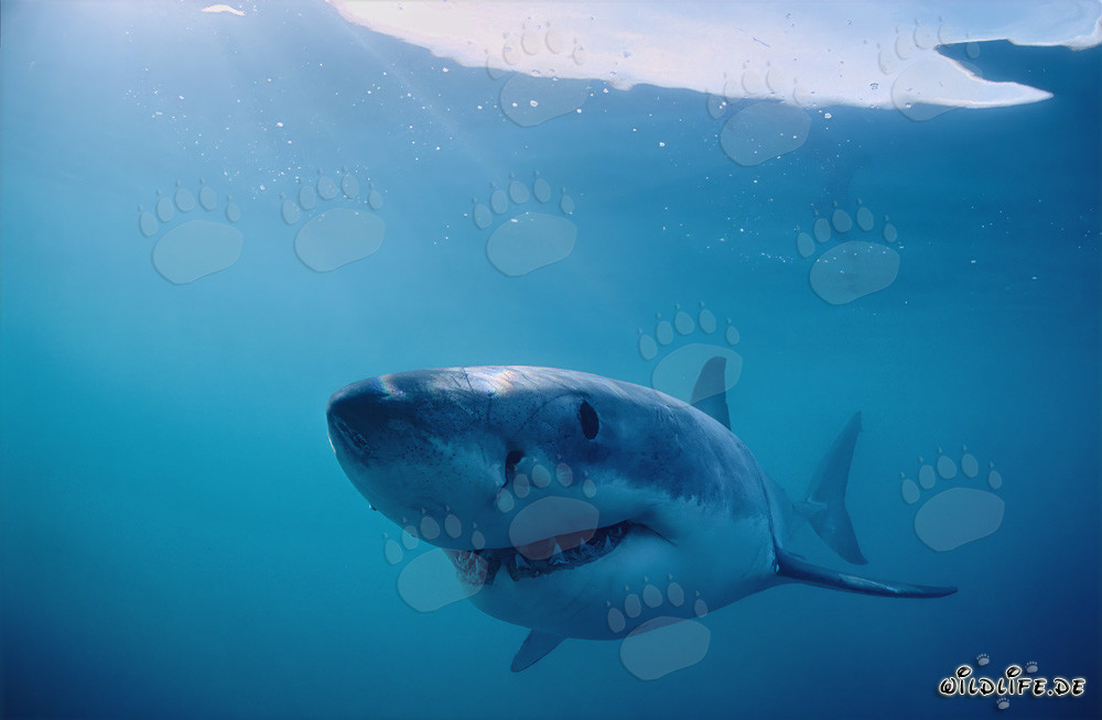 Il mostro sorridente delle profondità marine: Lo squalo bianco