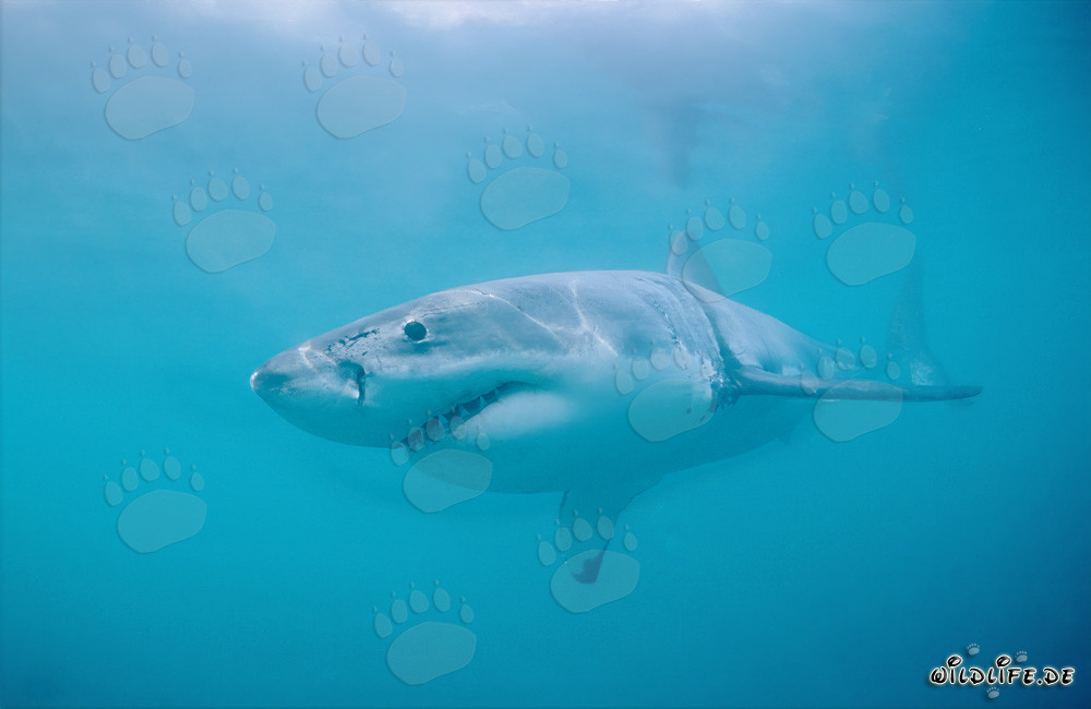 Gran tiburón blanco (Carcharodon carcharias) frente a la costa sudafricana