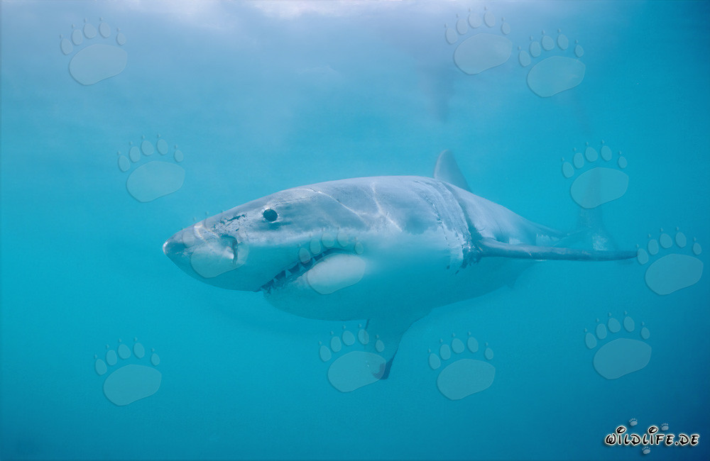 Grand requin blanc (Carcharodon carcharias) au large de la côte sud-africaine