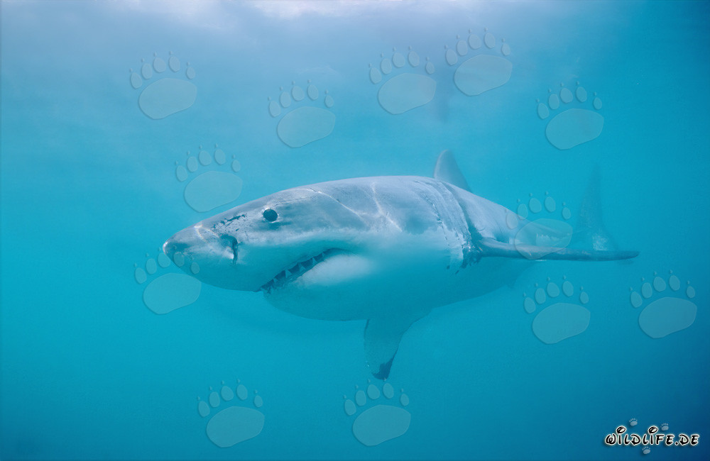 Impressive Great White Shark (Carcharodon carcharias) off the South African Coast
