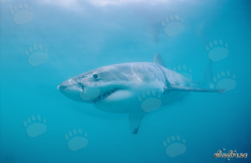 Imposanter Weißer Hai (Carcharodon carcharias) vor der Südafrikanischen Küste