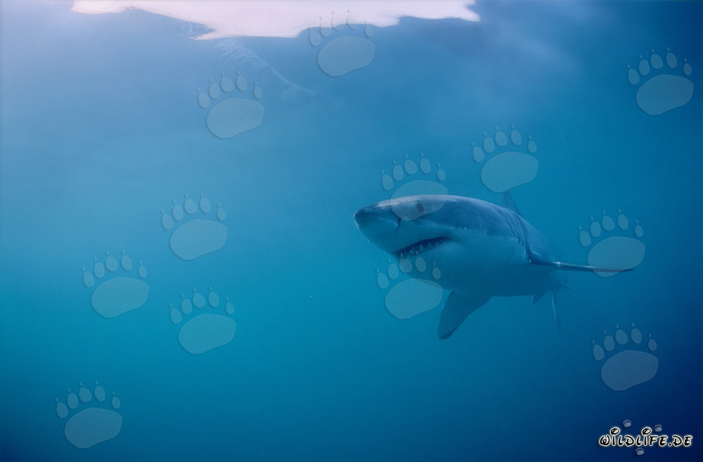 Le majestueux grand requin blanc dans son habitat naturel