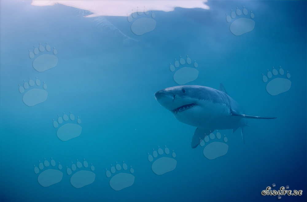 The Majestic Great White Shark in its Natural Habitat