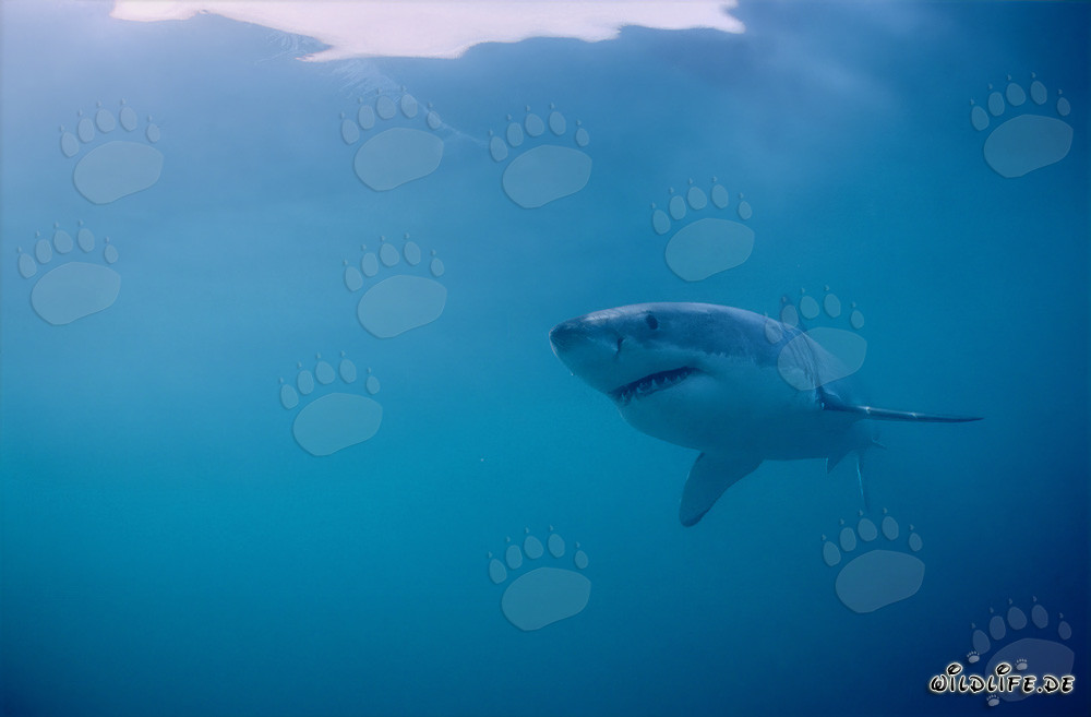 El majestuoso tiburón blanco en su hábitat natural