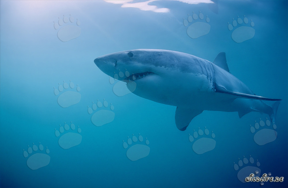 Fascinante Gran Tiburón Blanco cerca de Gansbaai