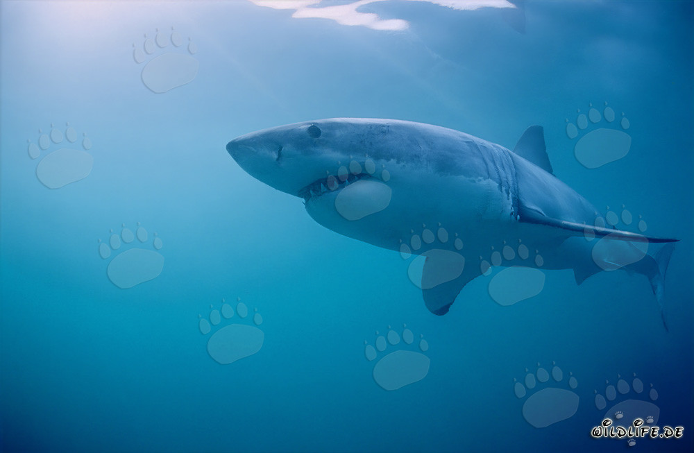 Fascinant Grand Requin Blanc près de Gansbaai