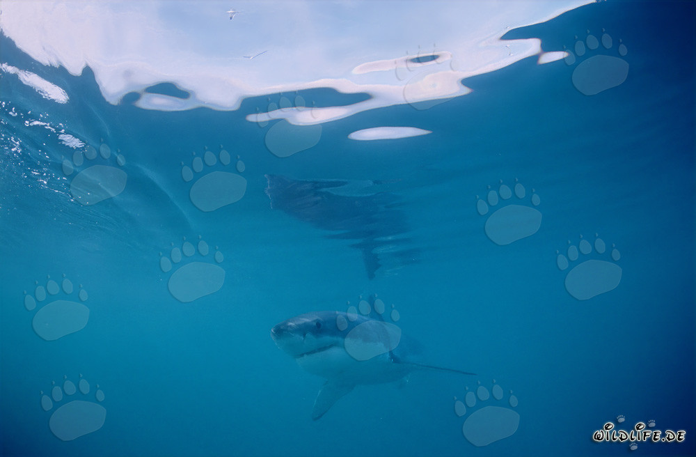 Jeune Requin Blanc près de Gansbaai
