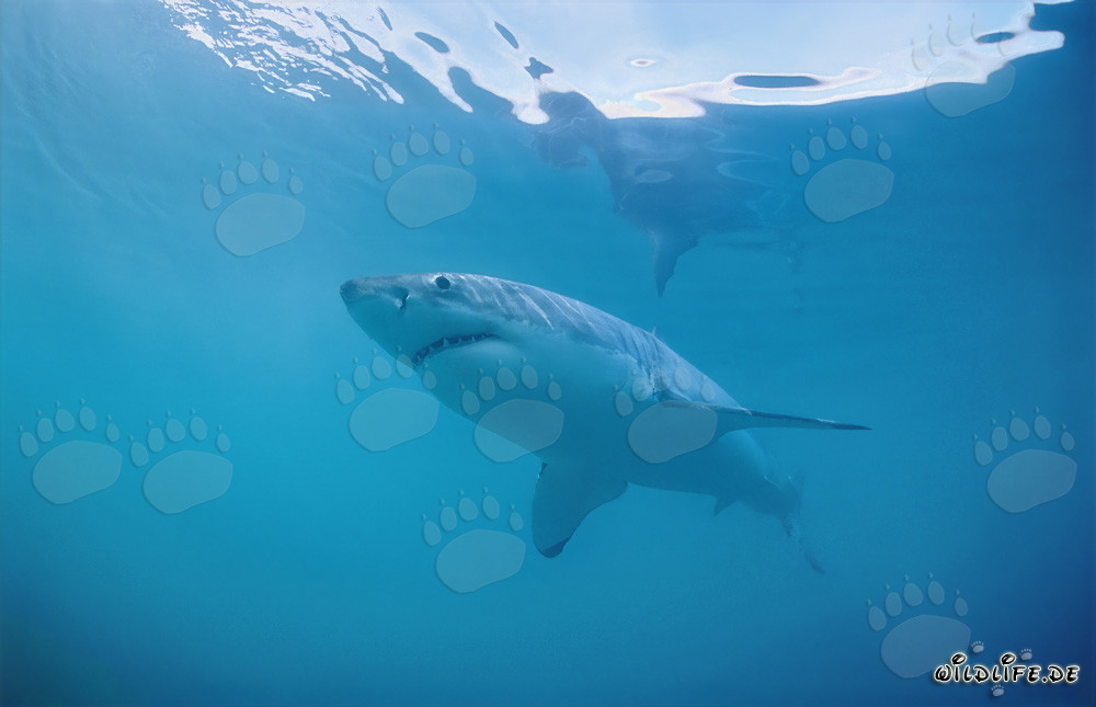 Fascinating Great White Shark off the Coast of South Africa