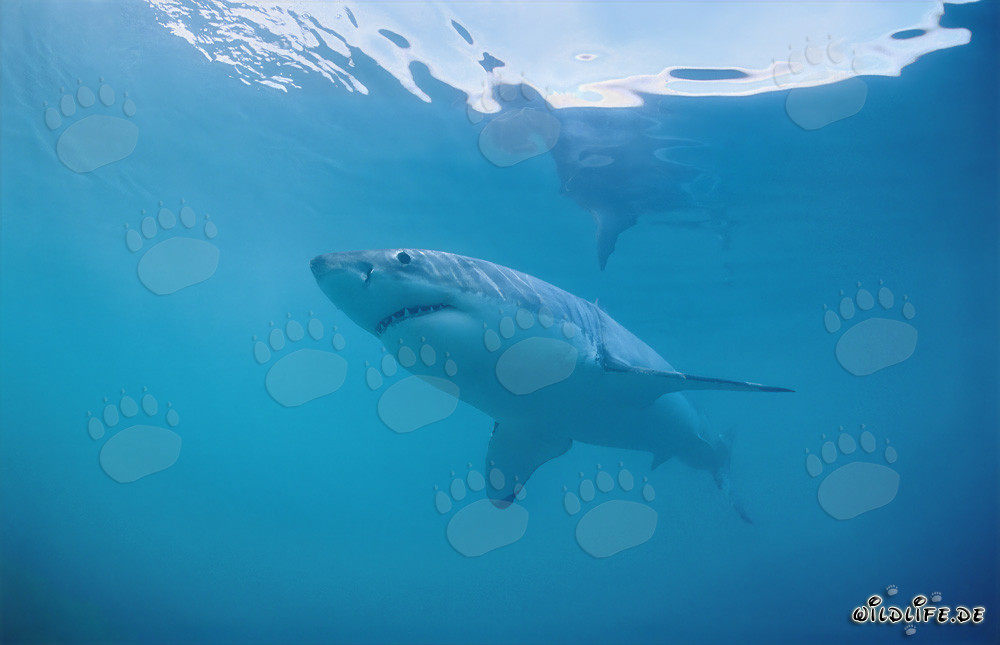 Requin blanc fascinant au large des côtes sud-africaines