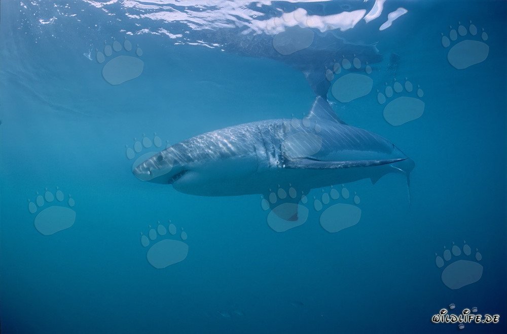 Dans le royaume du grand requin blanc : rencontre fascinante dans les océans du monde