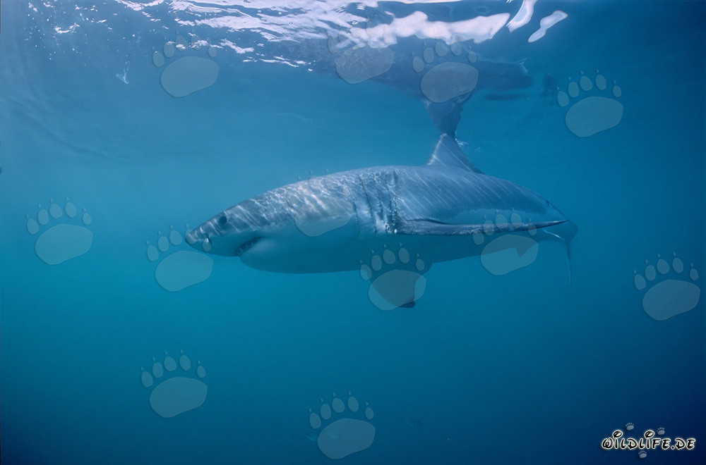 In the Realm of the Great White Shark: Fascinating Encounter in the World's Oceans