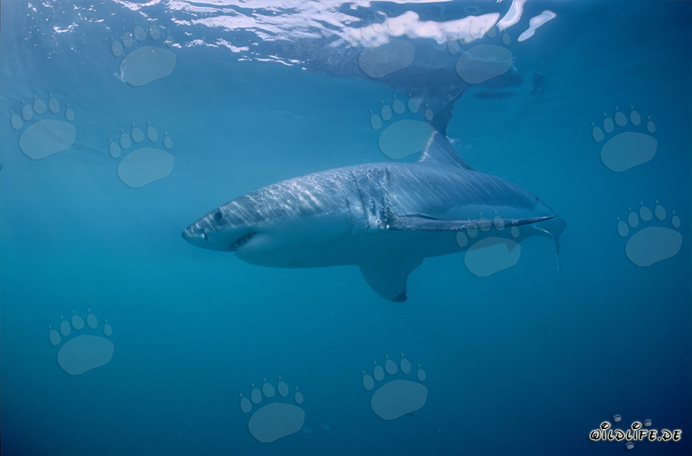 En el reino del tiburón blanco: Encuentro fascinante en los océanos del mundo
