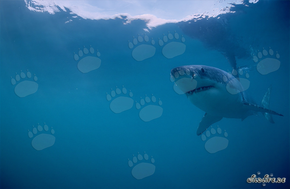 Gran tiburón blanco (Carcharodon carcharias) frente a la costa de Sudáfrica