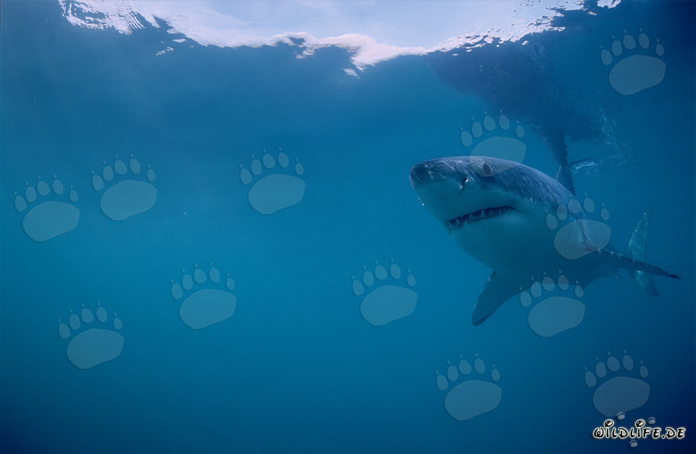 Grand requin blanc (Carcharodon carcharias) au large de la côte sud-africaine