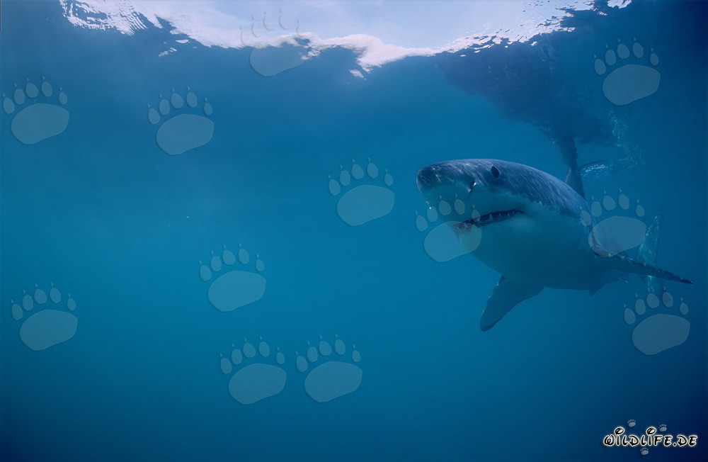 Grande squalo bianco (Carcharodon carcharias) al largo della costa sudafricana