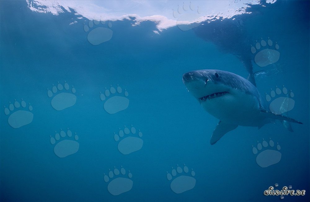 Großer Weißer Hai (Carcharodon carcharias) vor der Küste Südafrikas