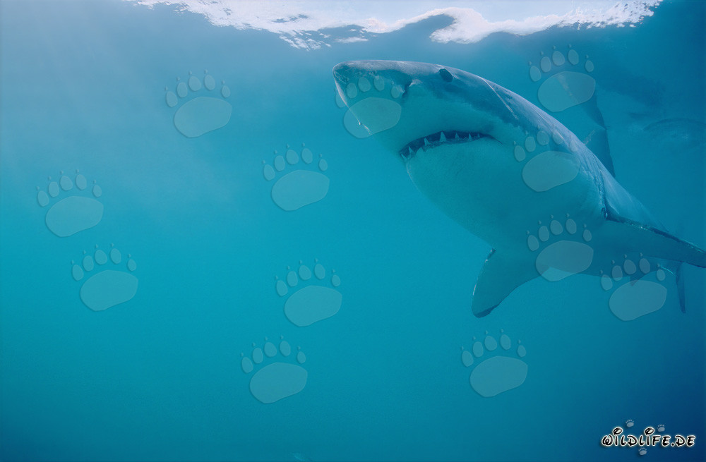 Le majestueux Grand Requin Blanc au large des côtes sud-africaines