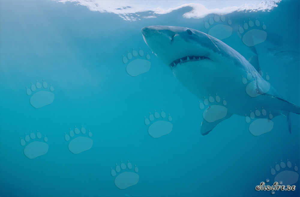 The majestic Great White Shark off the coast of South Africa