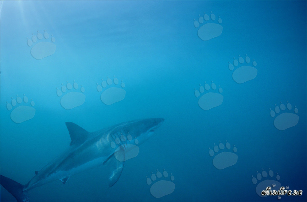 Fascinant prédateur des mers Grand Requin Blanc devant l'île de Dyer, Afrique du Sud