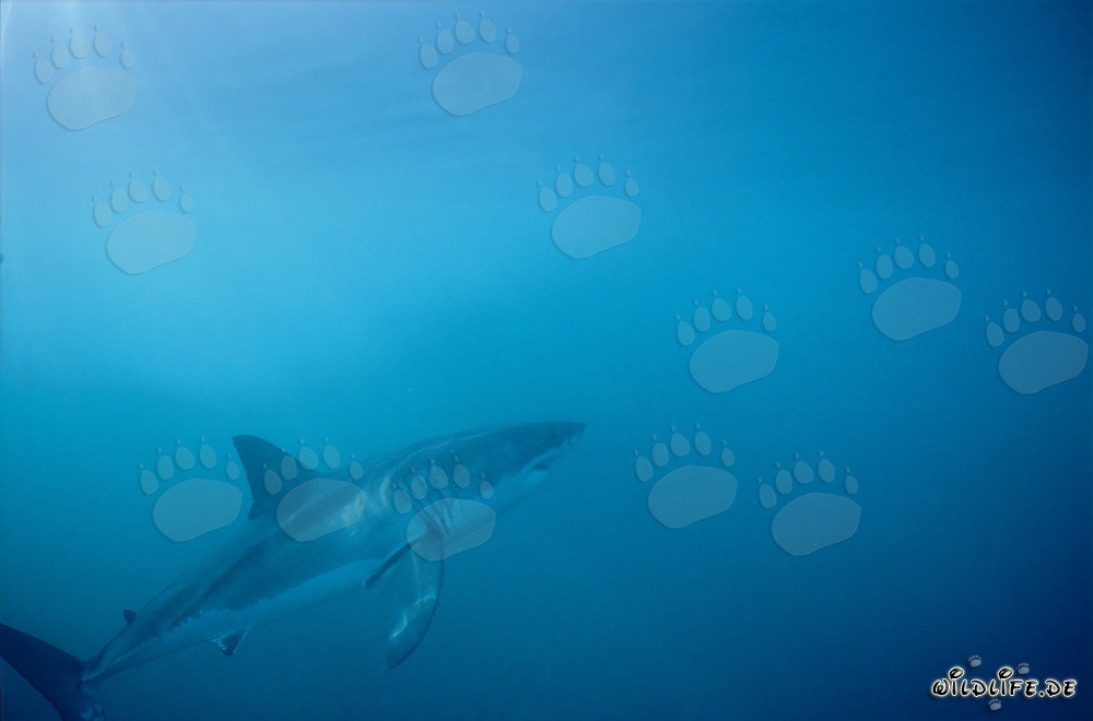 Affascinante predatore marino Grande Squalo Bianco di fronte all'isola di Dyer, Sudafrica