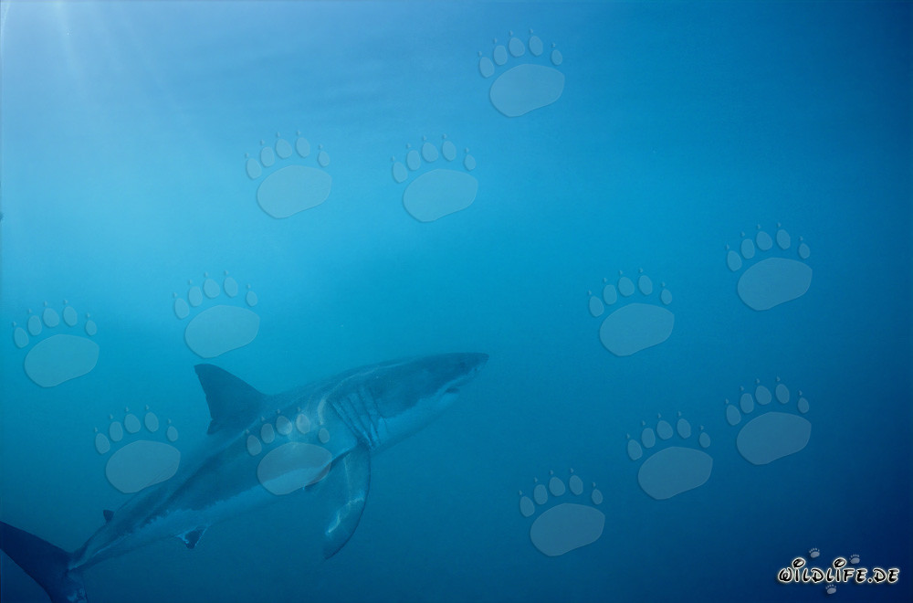 Fascinating Great White Shark near Dyer Island, South Africa