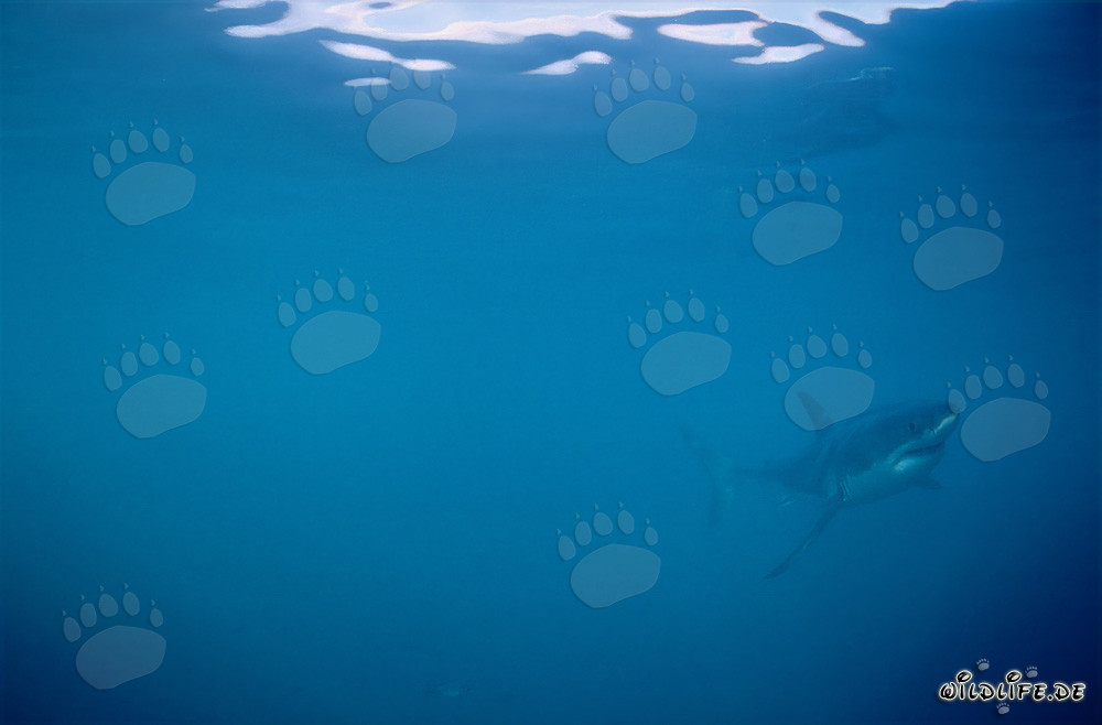 Requins blancs - Majestueux habitants marins au large des côtes sud-africaines