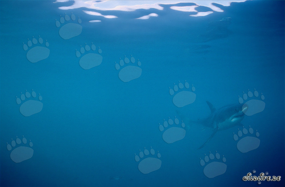 Tiburones blancos - Majestuosos habitantes marinos frente a la costa de Sudáfrica