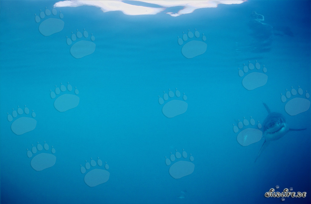 Pequeño tiburón blanco frente a la costa de Gansbaai