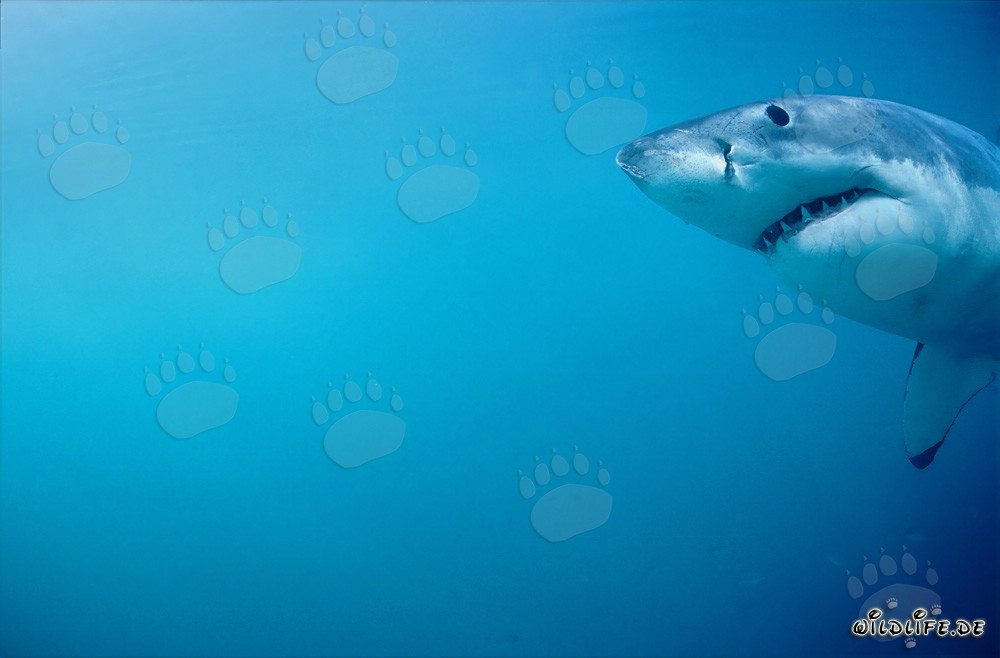 Portrait impressionnant d'un grand requin blanc devant l'île Dyer