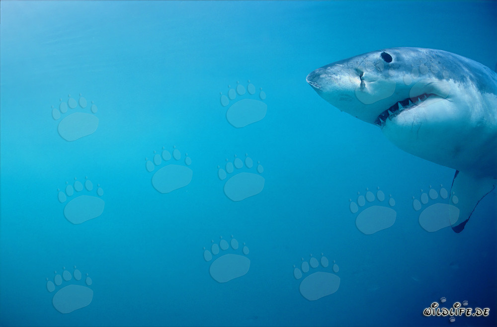 Impressive portrait of a Great White Shark near Dyer Island