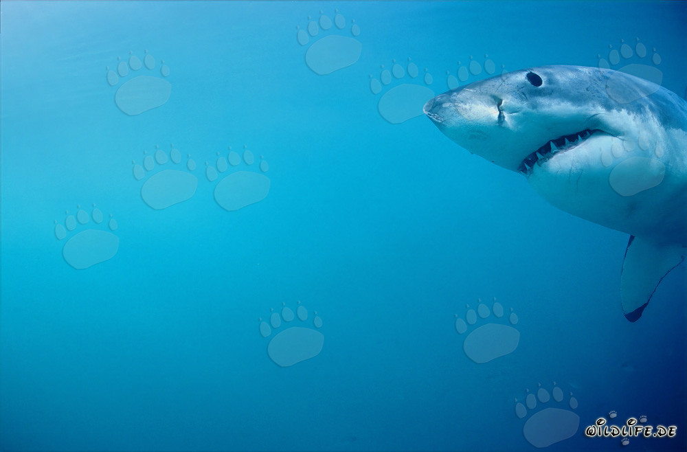 Retrato impresionante de un tiburón blanco frente a la isla Dyer