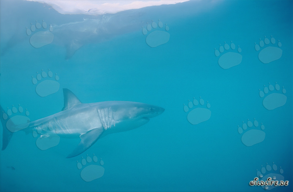 El majestuoso Gran Tiburón Blanco (Carcharodon carcharias)
