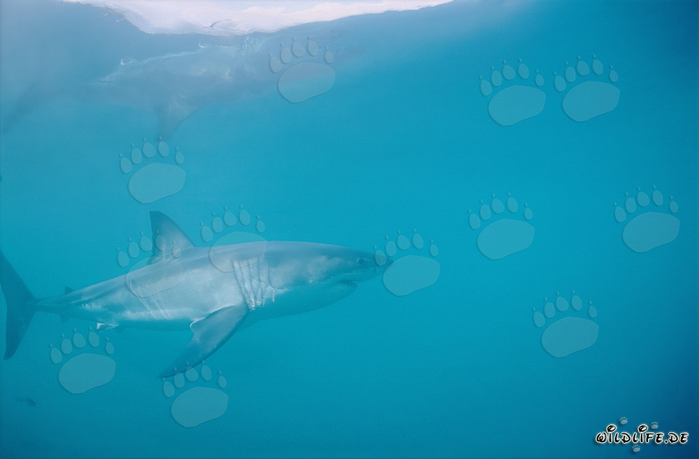 Le majestueux Grand Requin Blanc (Carcharodon carcharias)