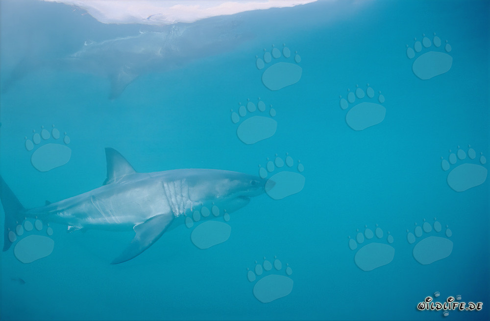 Il maestoso Grande Squalo Bianco (Carcharodon carcharias)