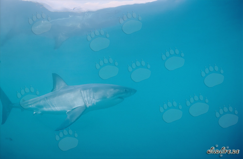 The majestic Great White Shark (Carcharodon carcharias)