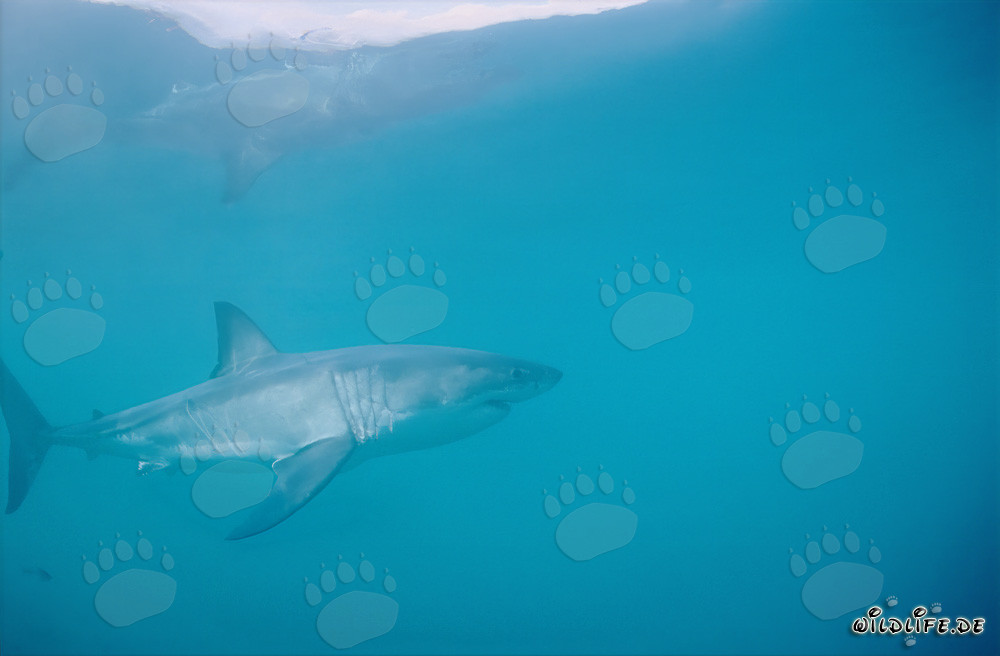 Der majestätische Große Weiße Hai (Carcharodon carcharias)