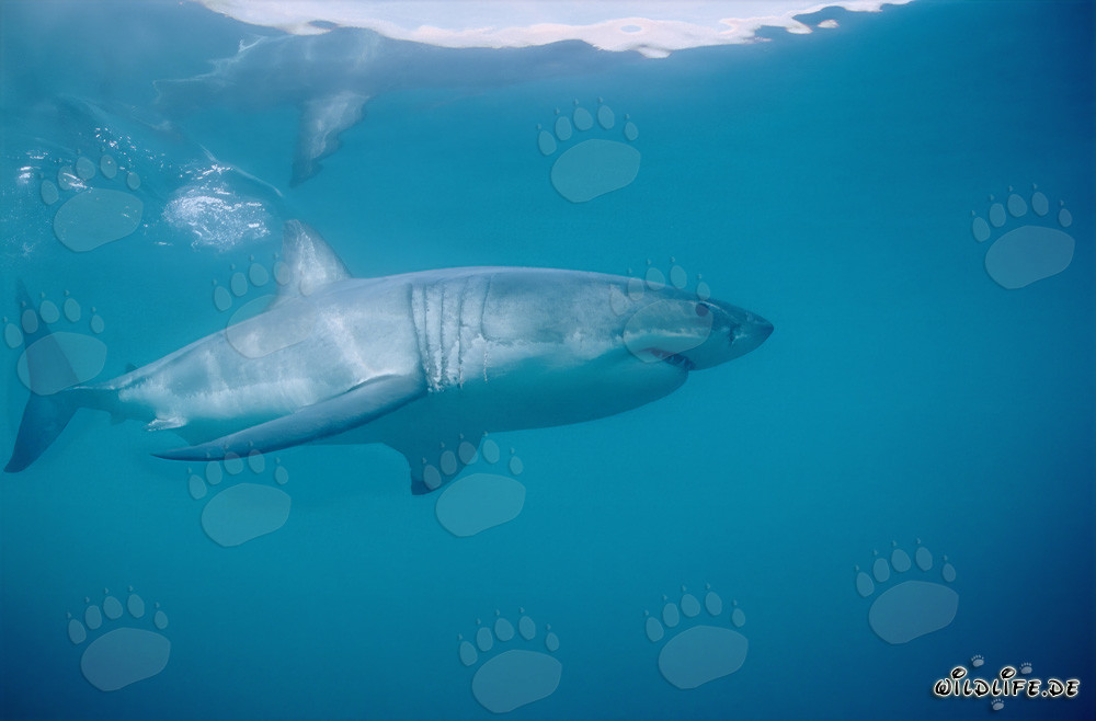 Grand requin blanc majestueux devant l'île Dyer