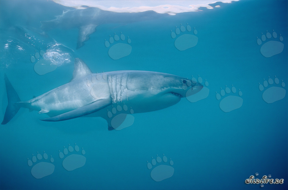 Majestic Great White Shark off Dyer Island